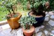 Pot plants