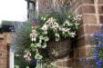 Front Hanging Basket