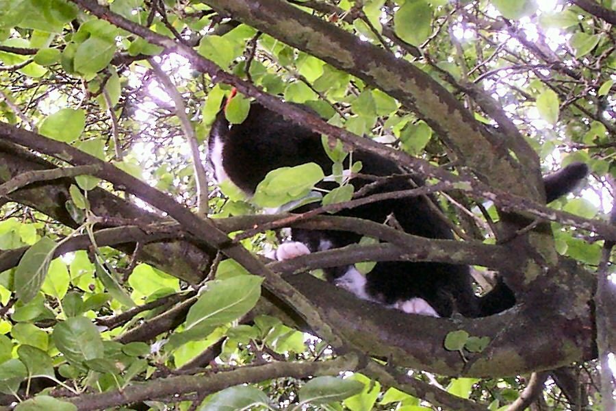 Can you see the cat?