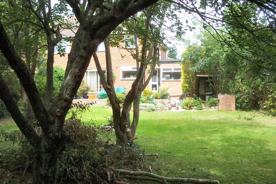 Post-chainsaw debris