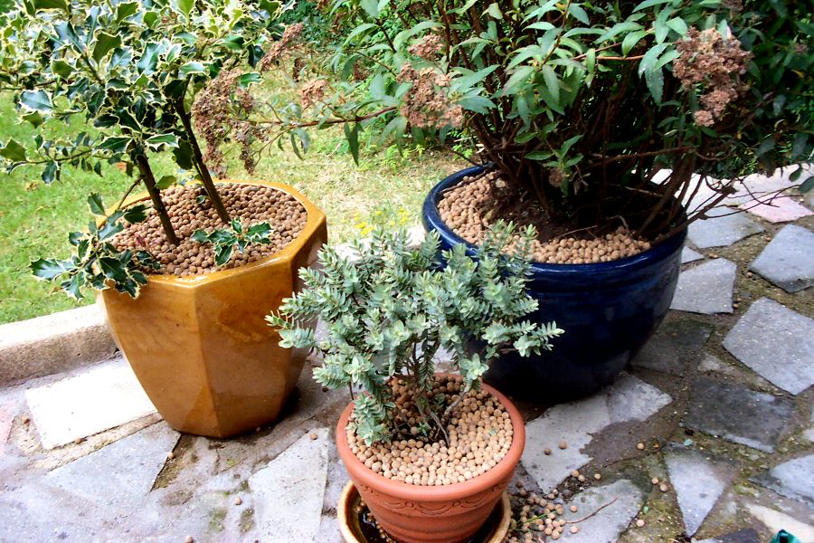 Pot plants