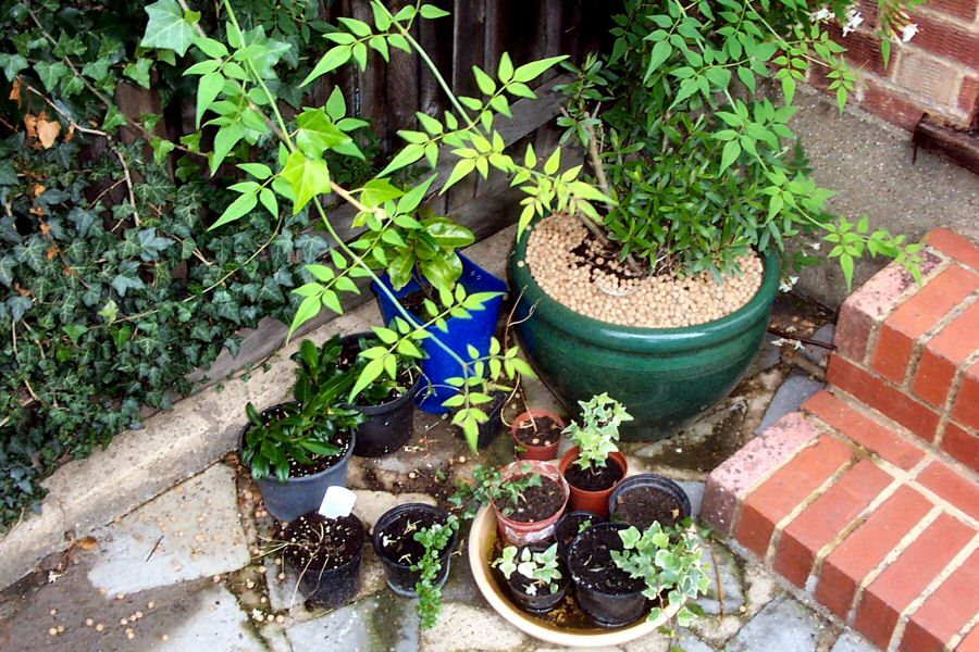 Infirmary for recovering plants (and a frog for a few days)