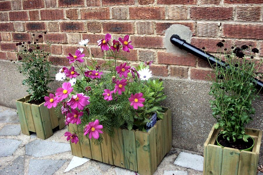 Black Chillis and Pretty Pink Plants