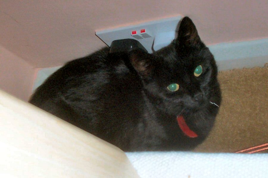 Whilst Cora just hid