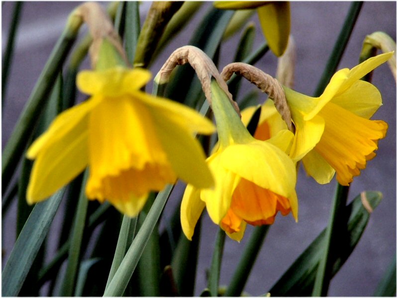 Daffs